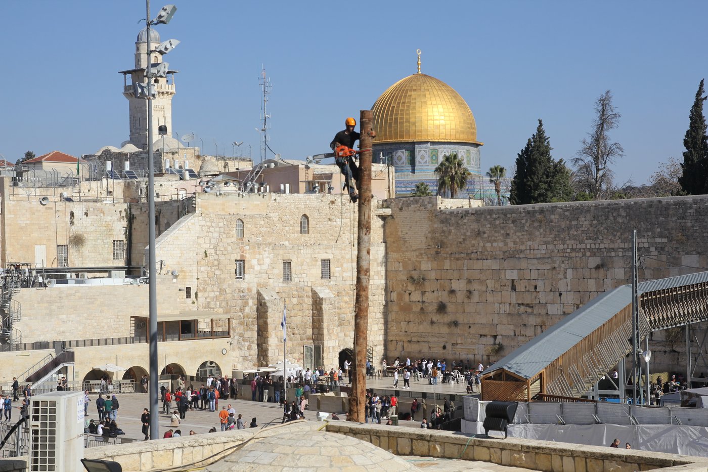 כריתת עצי הדקל בכותל חשפה את הנס הגדול • תמונות