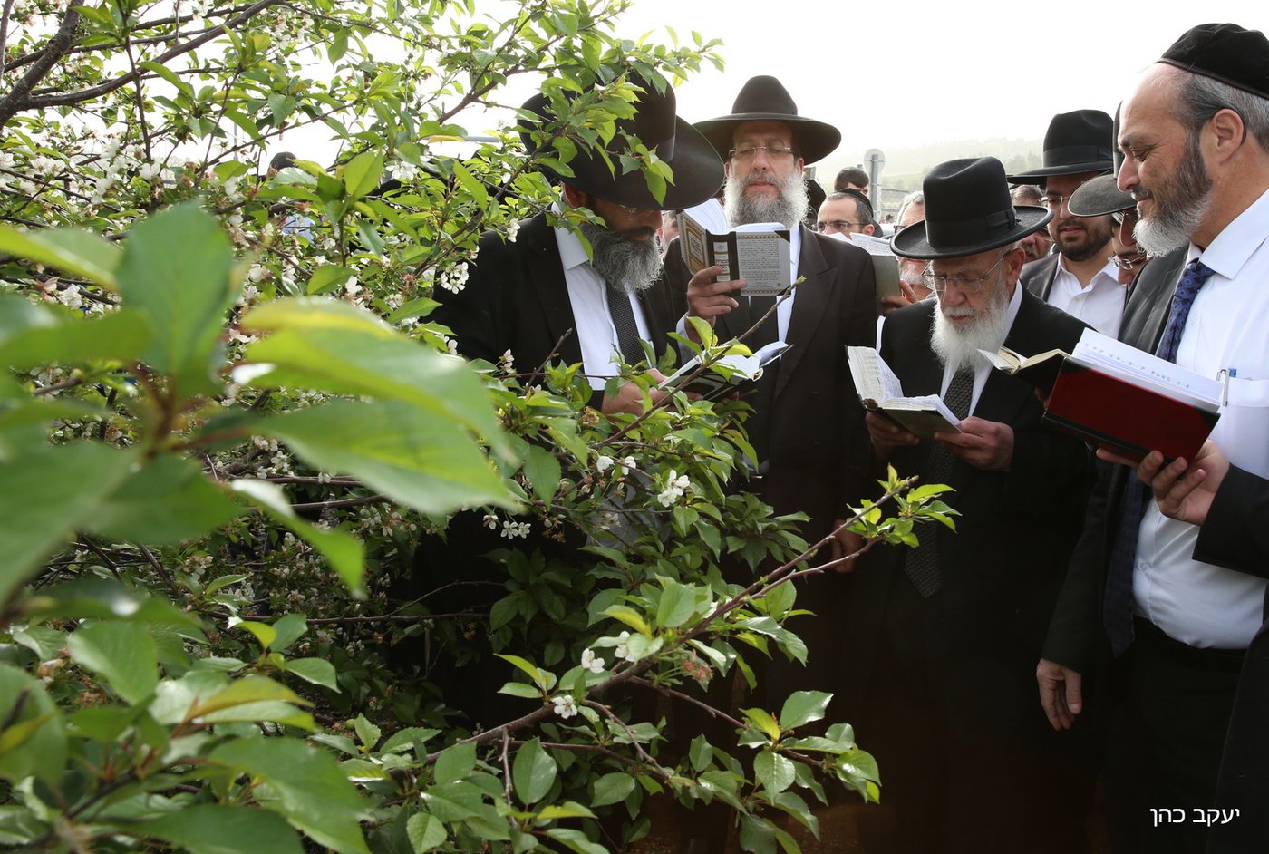 גלריה: "ברכת האילנות" של נשיא המועצת