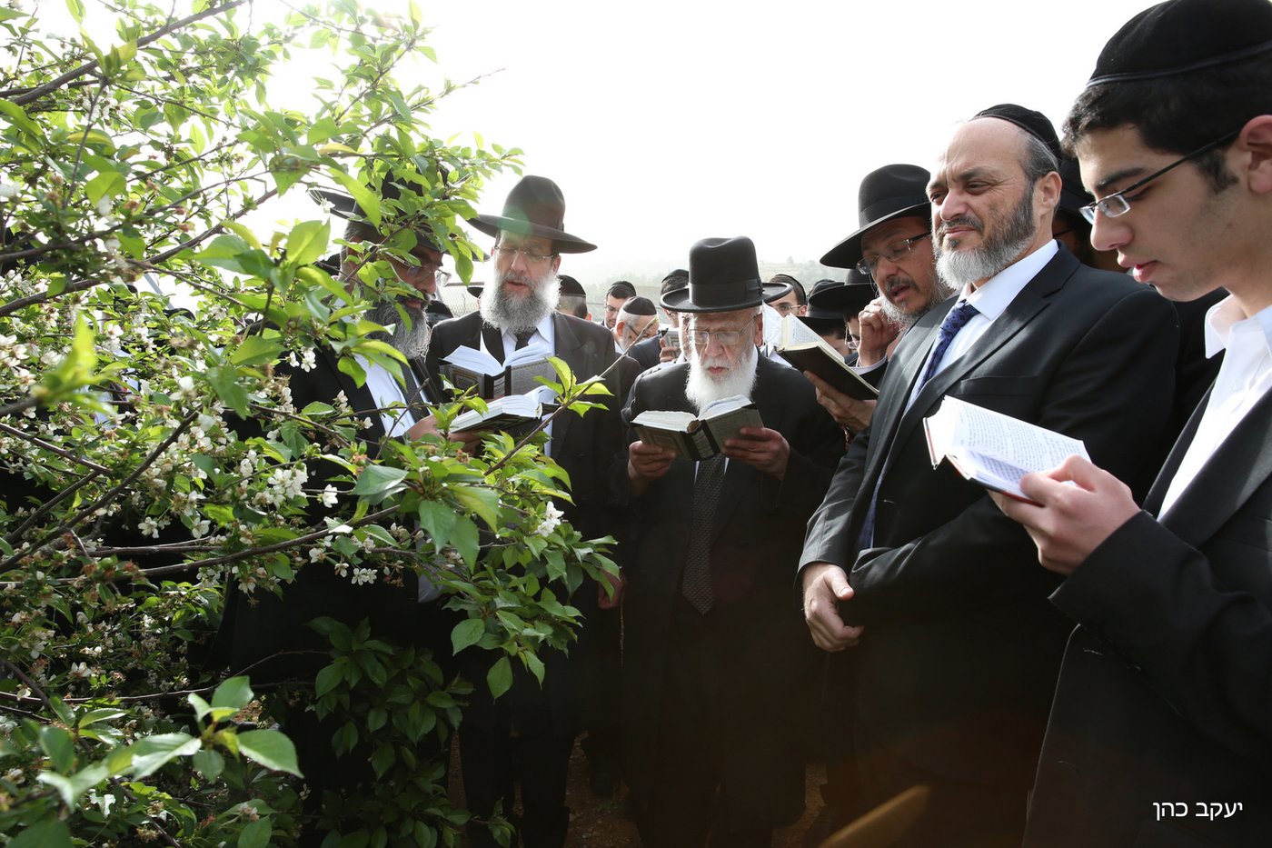 גלריה: "ברכת האילנות" של נשיא המועצת
