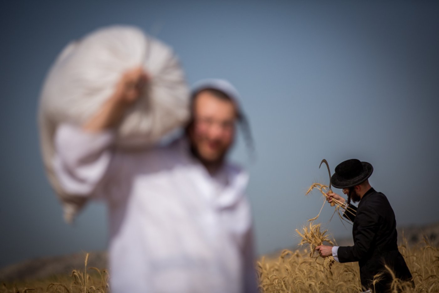 כבר מעכשיו: קוצרים חיטים לחג הפסח תשע"ז