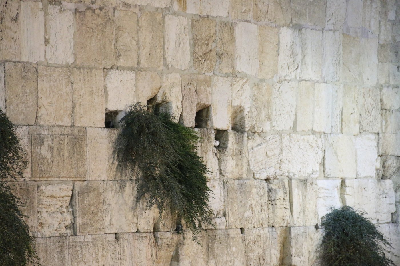 הכותל המערבי: אלפים אמרו סליחות עם המקובל הרב יעקב עדס