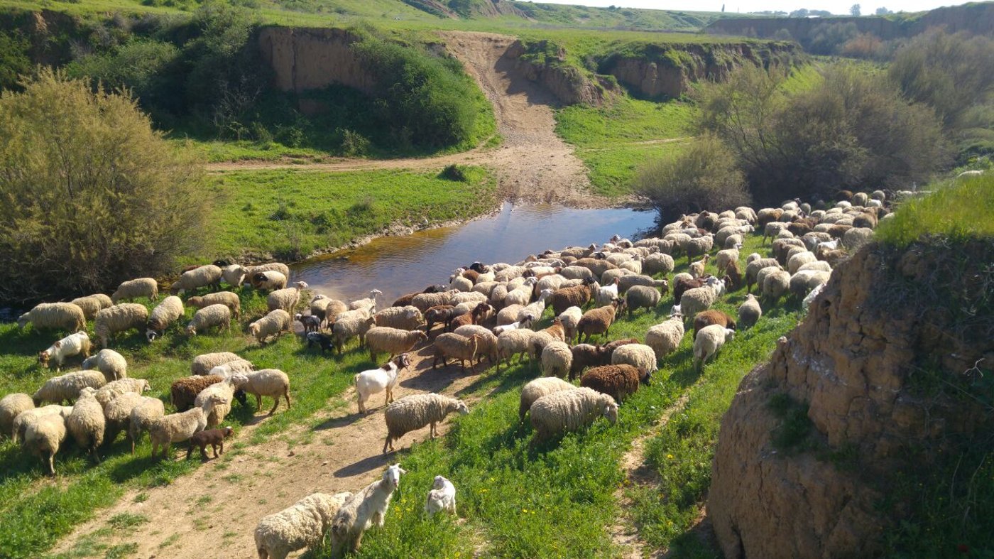 קמפינג בטבע. חות הדקלים