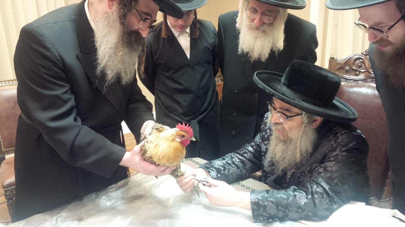 בדיון השני, האדמו"ר בוחן את העוף