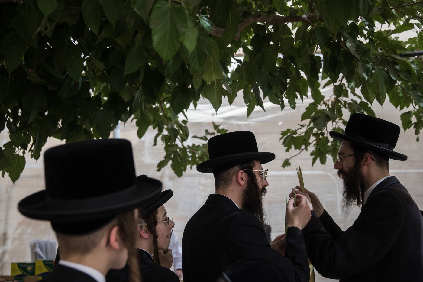 כך בוחרים ארבעת המינים בירושלים • צפו
