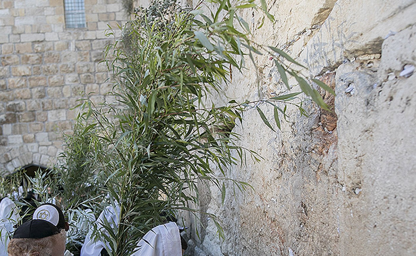 ג'רי, הערבה שלי // שמעון ברייטקופף