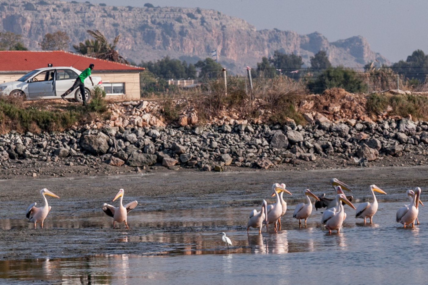 שקנאים נודדים במעגן מיכאל • תיעוד מרהיב