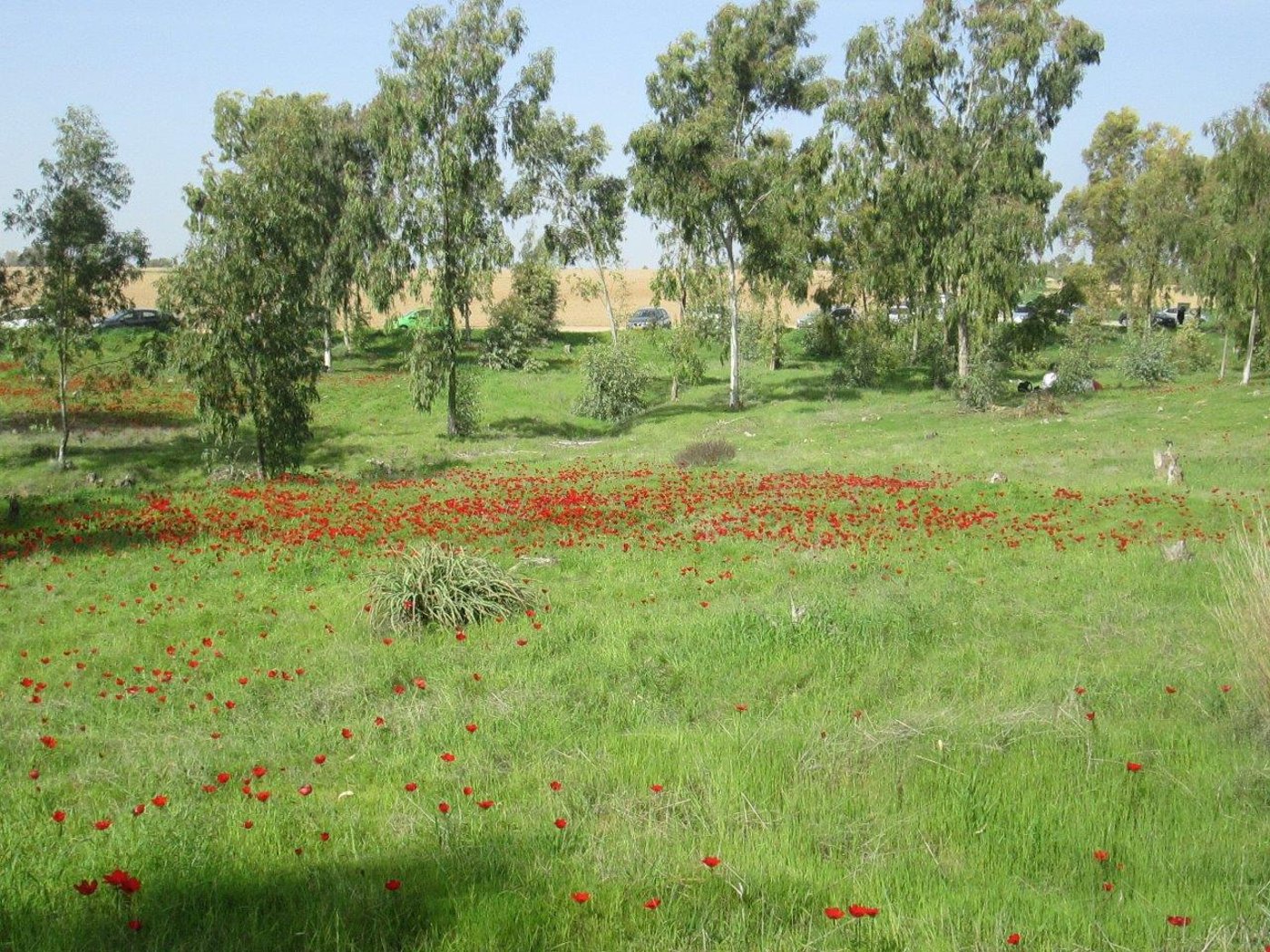 "צבע אדום" - מרבדי כלניות בנגב  • גלריה