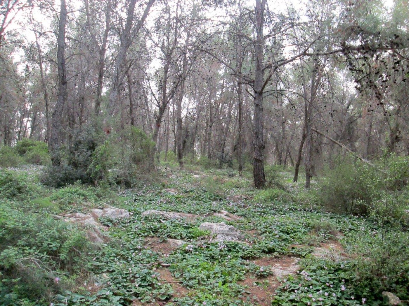 טיול מצולם לגבעת הרקפות של טל שחר