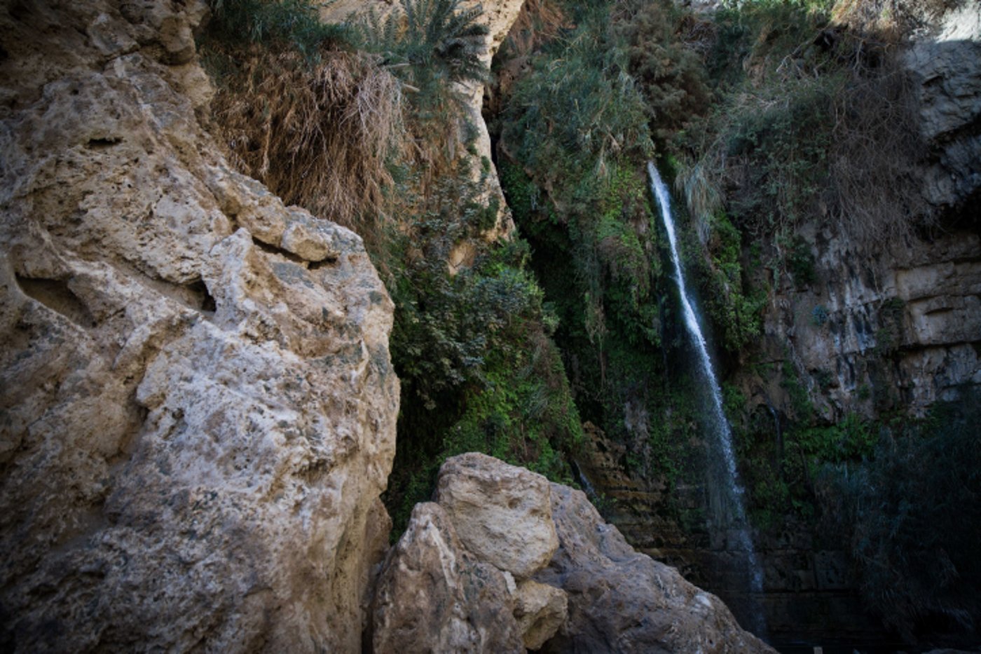 עין גדי
