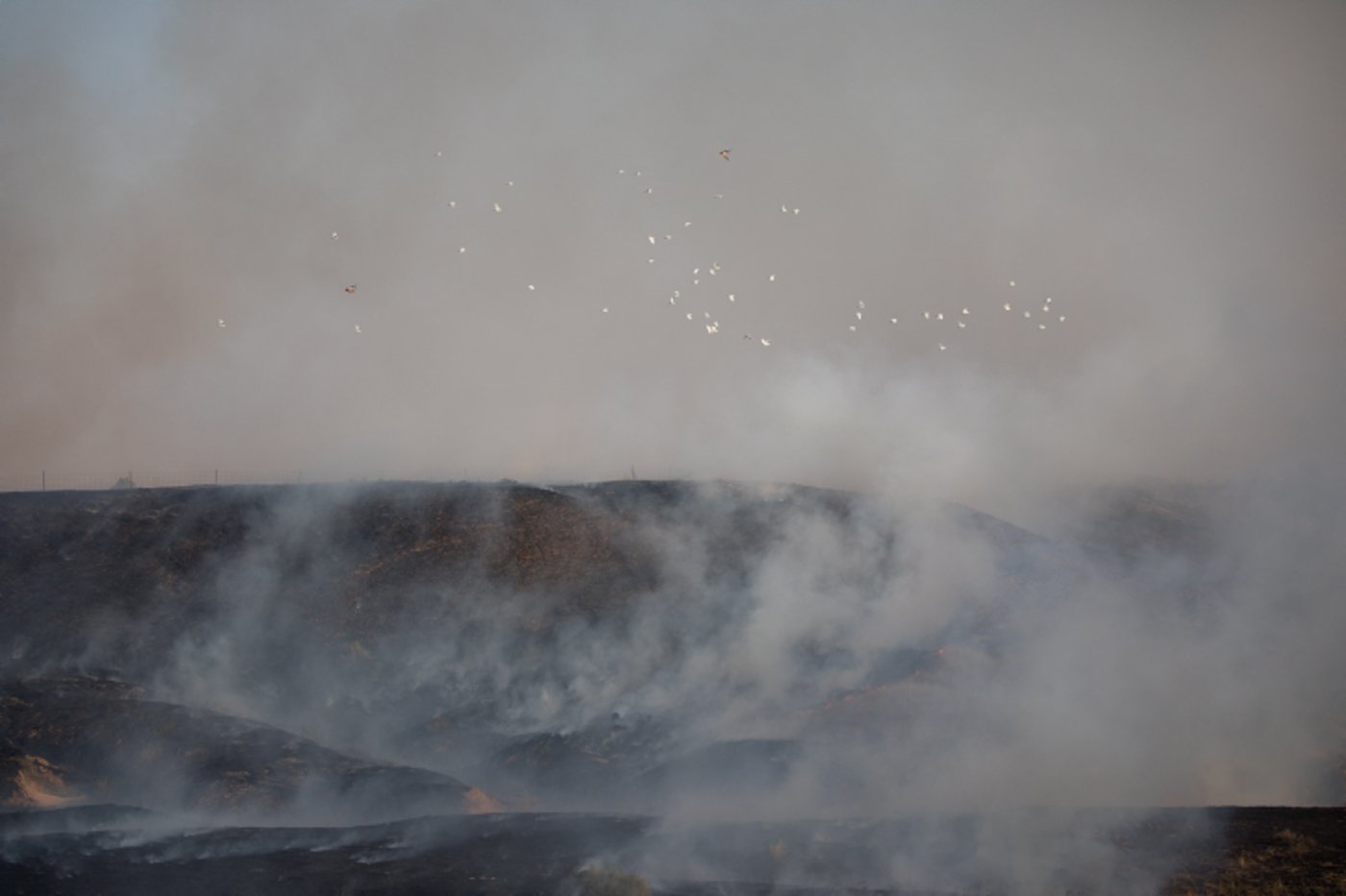 נאבקים באש: כך נראה טרור העפיפונים. צפו