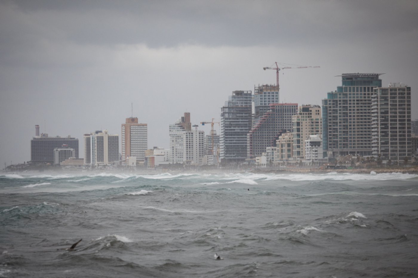 ים סערה וציפורים • גלריה חורפית מרהיבה