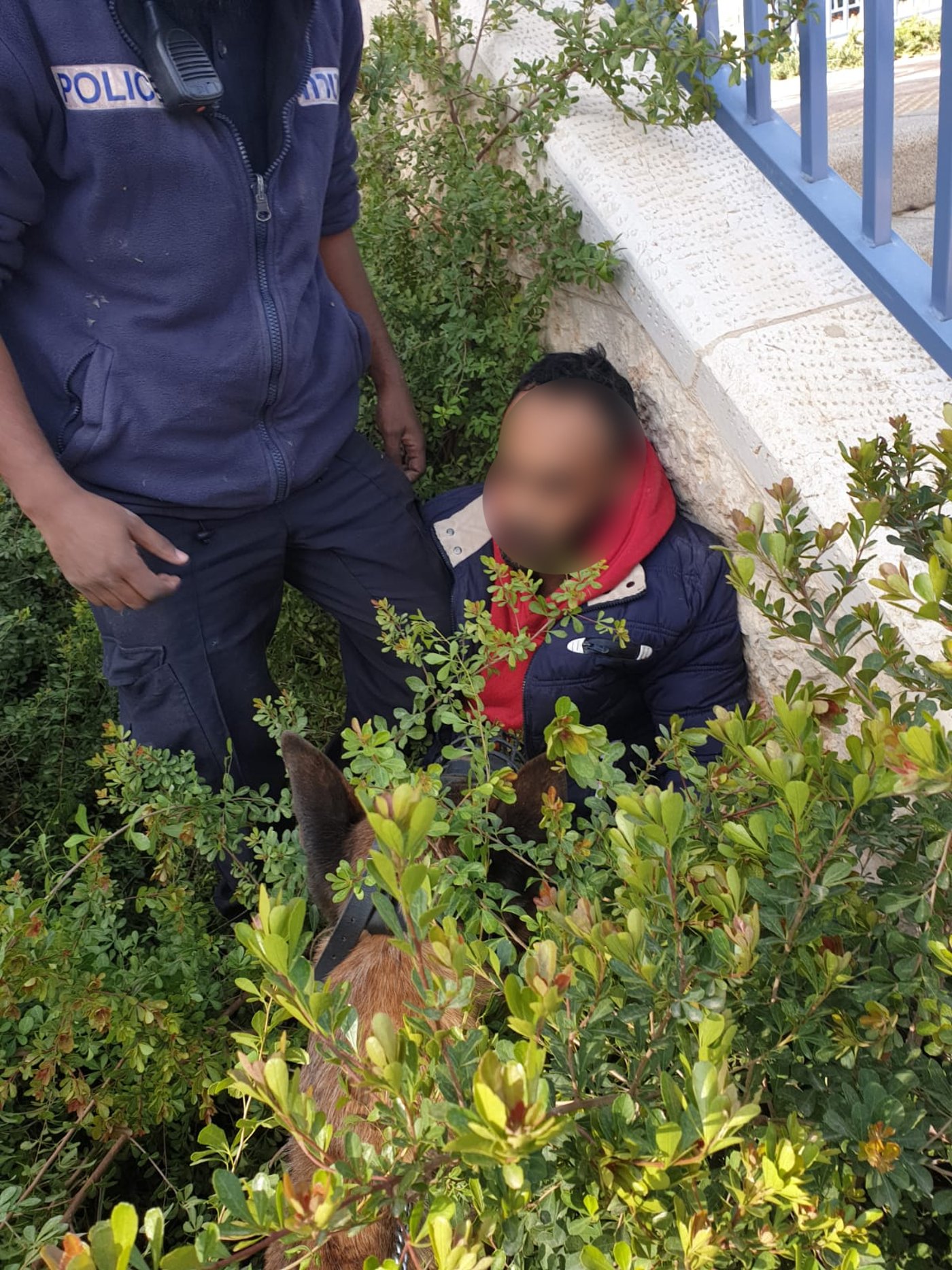 הכלב המשטרתי לכד את הפורץ בין השיחים