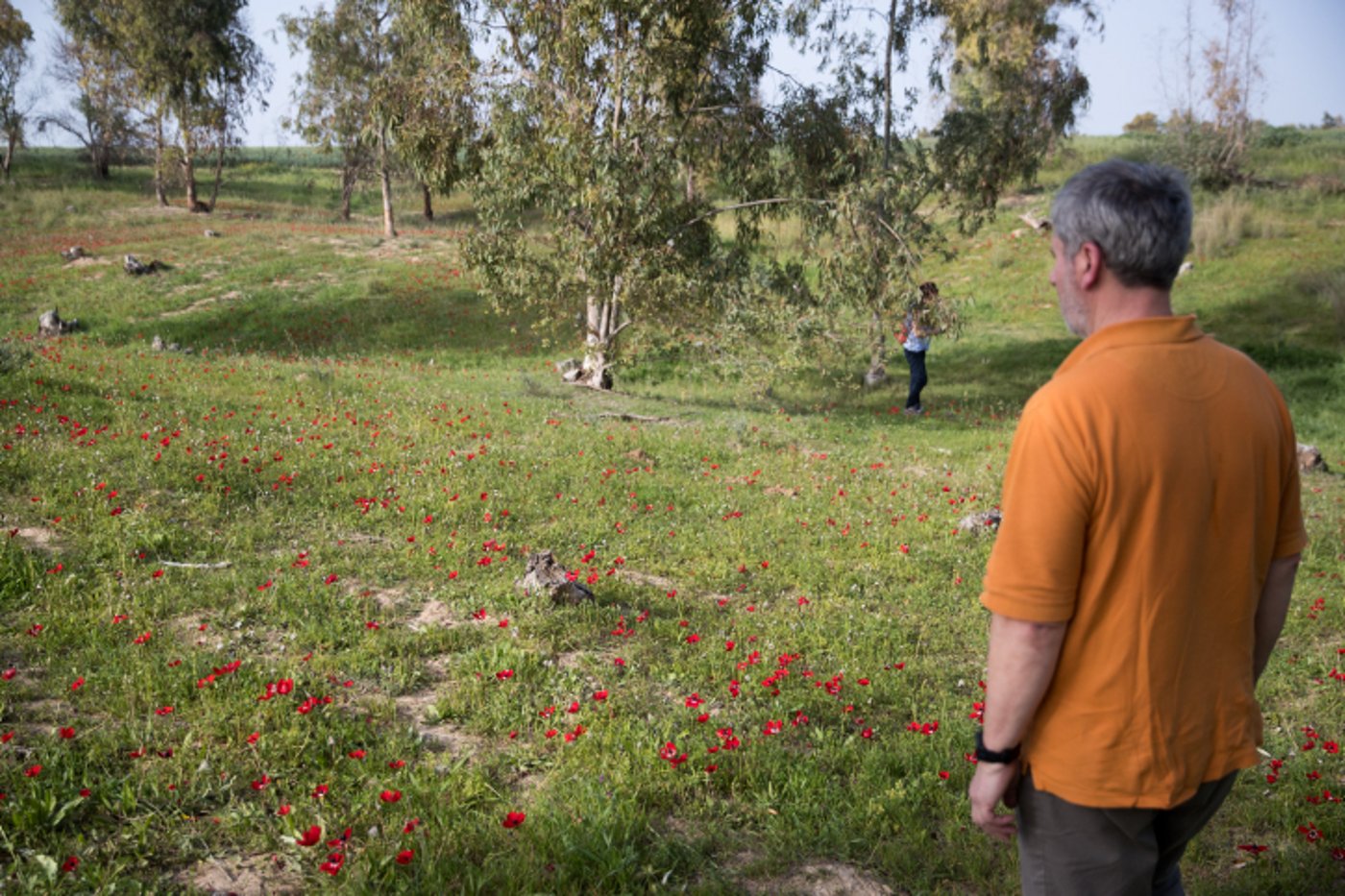 שדות הכלניות ביער באר מרווה • גלריה