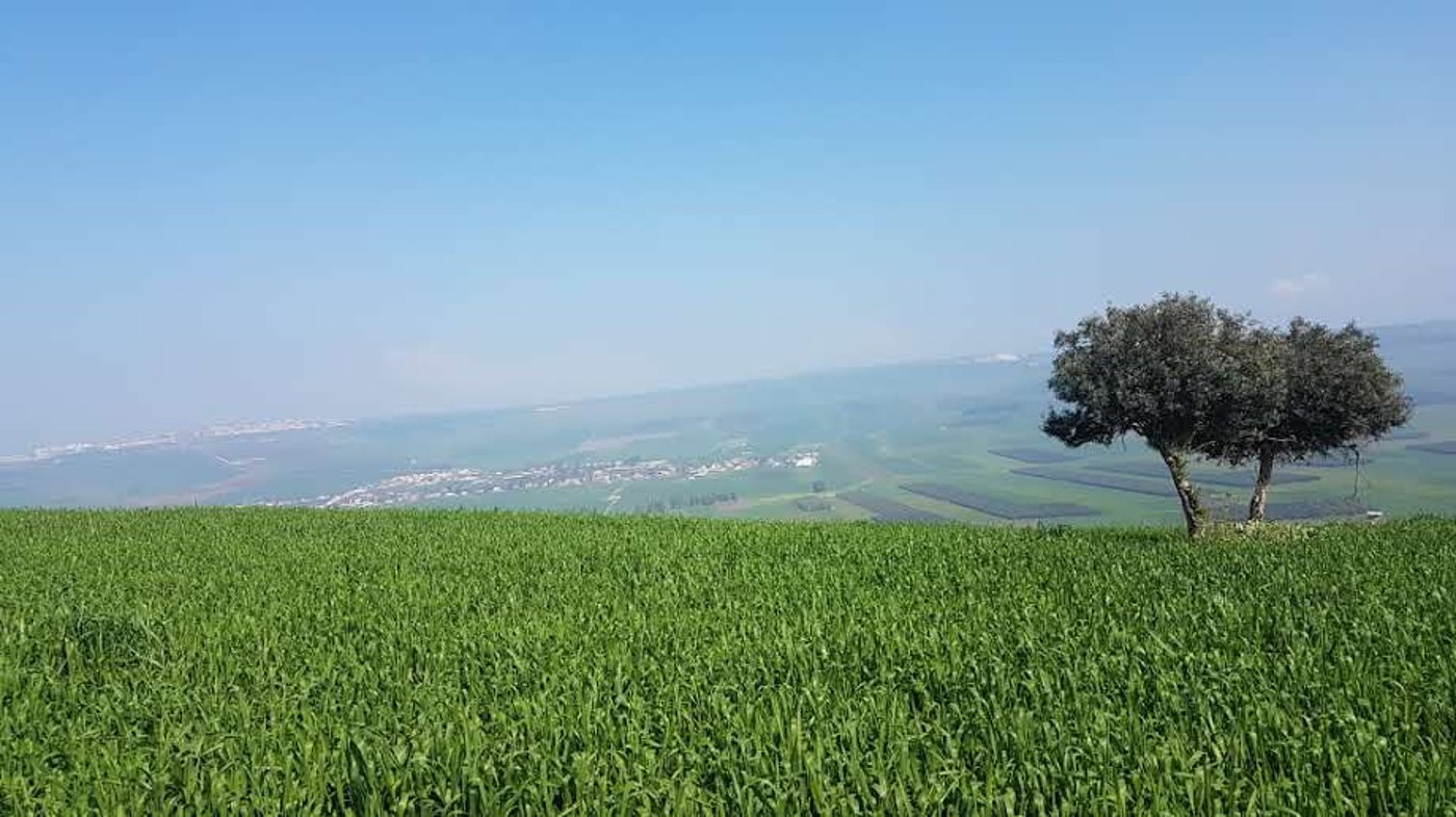 פריחה אביבית בגליל התחתון • גלריה