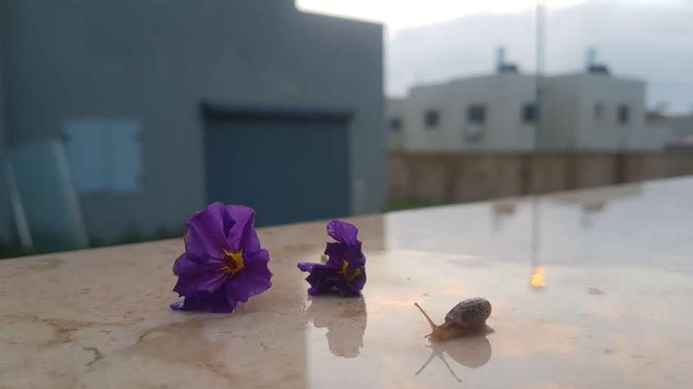 האביב כבר פה, לפחות בין גשם לגשם • צפו