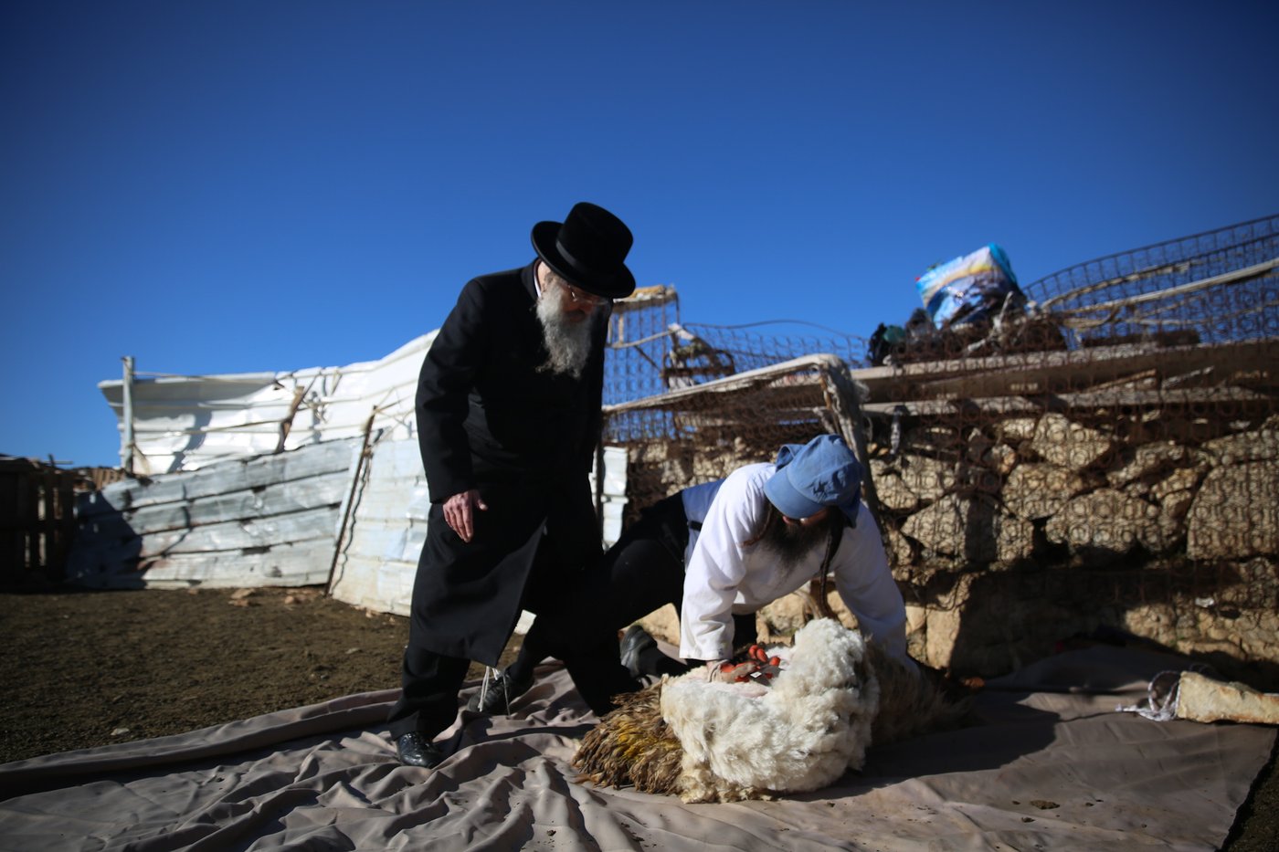 המשפחה שגוזזת את הצמר להכנת הציצית