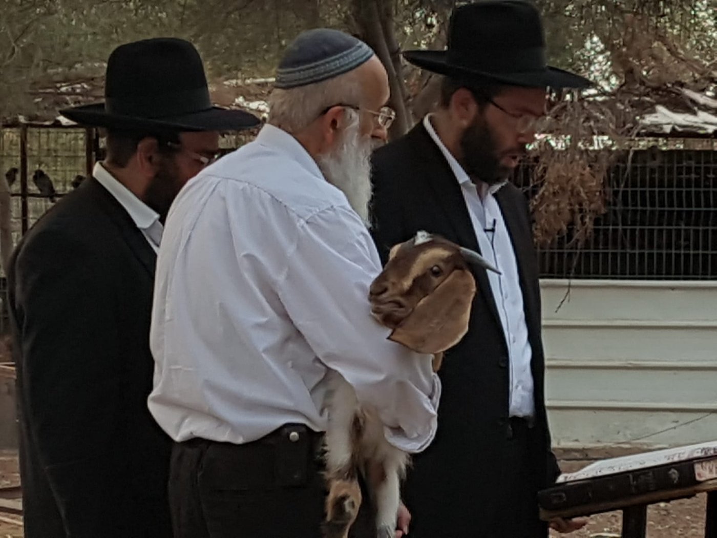 מעמד נתינת בכורי בהמה טהורה לכהן. צפו
