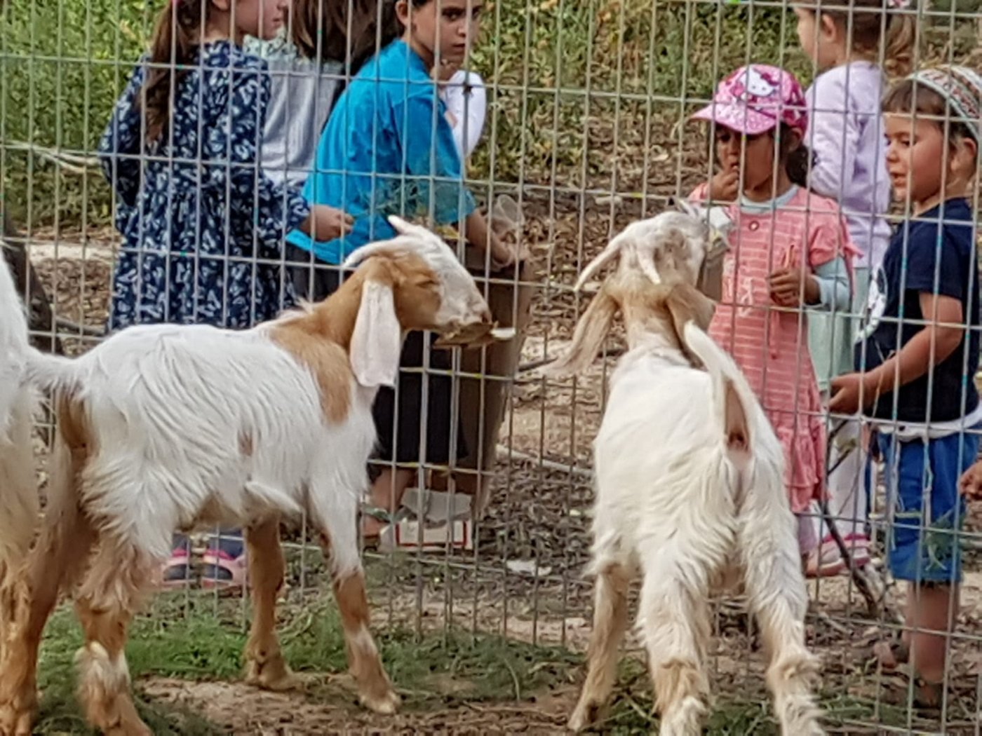 מעמד נתינת בכורי בהמה טהורה לכהן. צפו