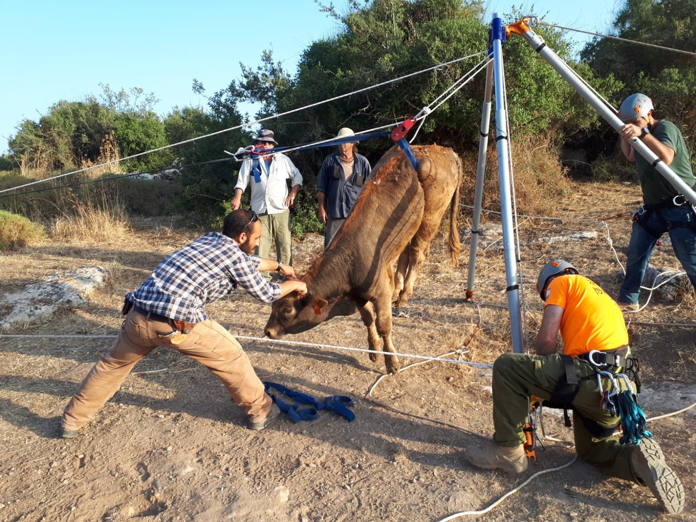 עגל במשקל 200 ק"ג חולץ מבור בעומק 6 מטרים