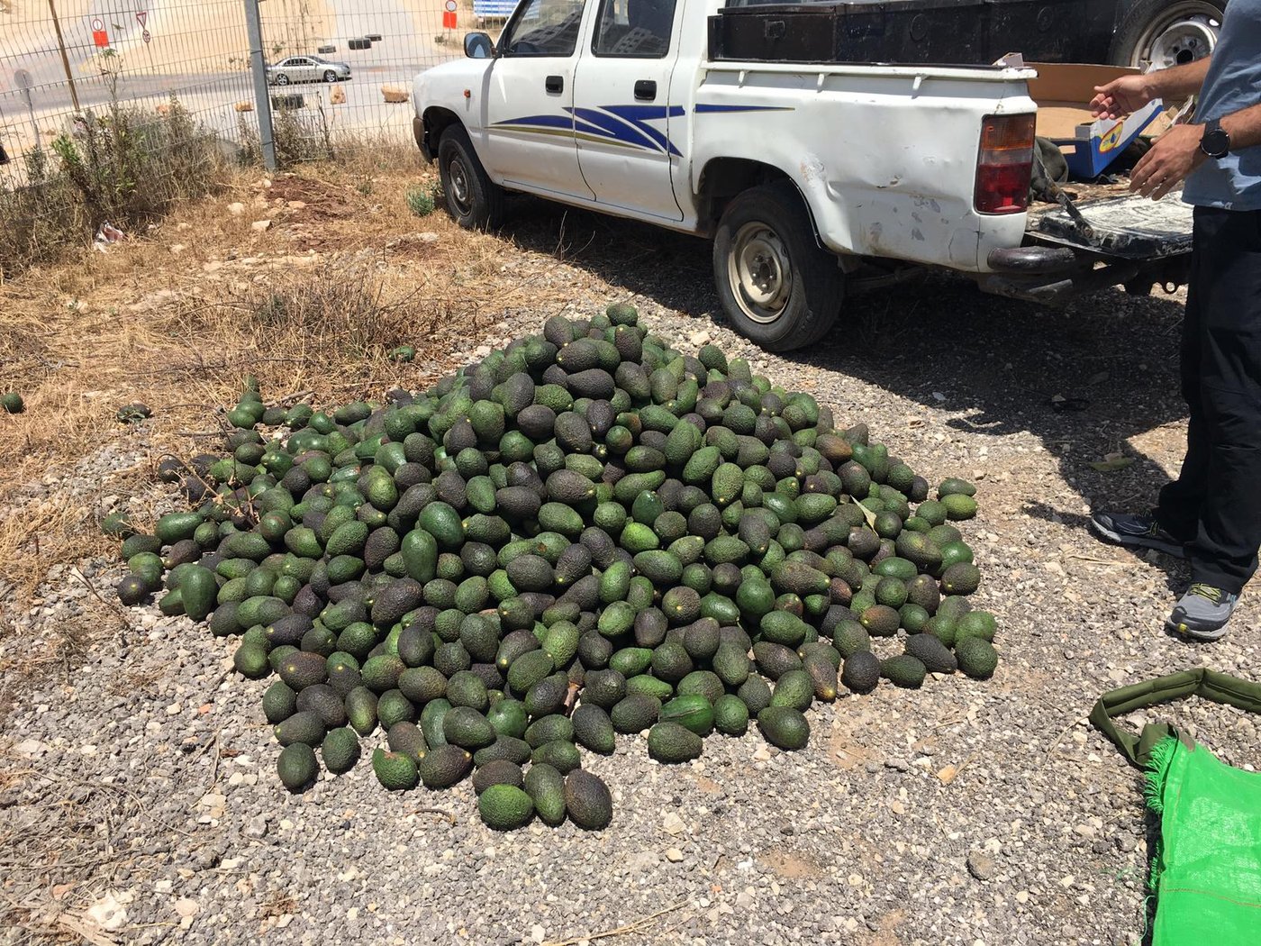אישום: גנבו 446 ק"ג אבוקדו, נתפסו ונעצרו