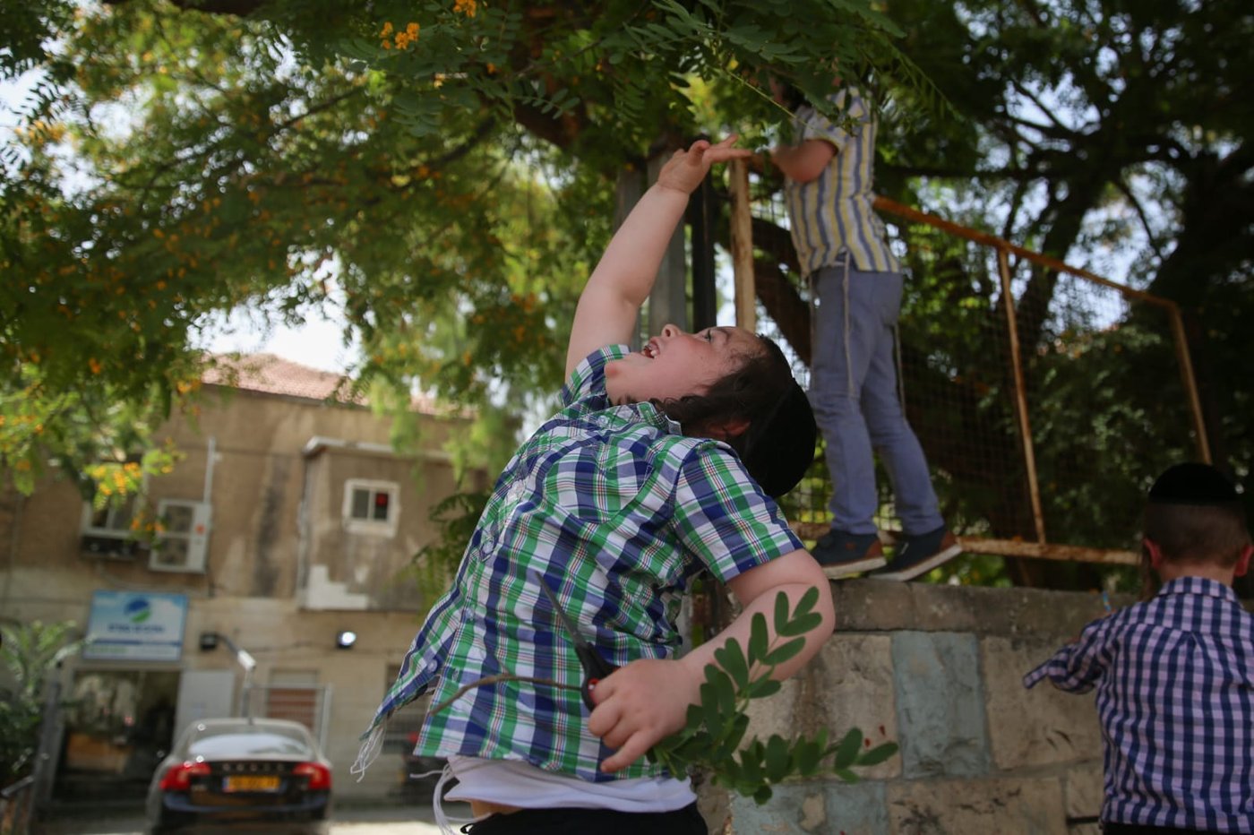 הילדים קוטפים את הפרחים לכבוד שבועות