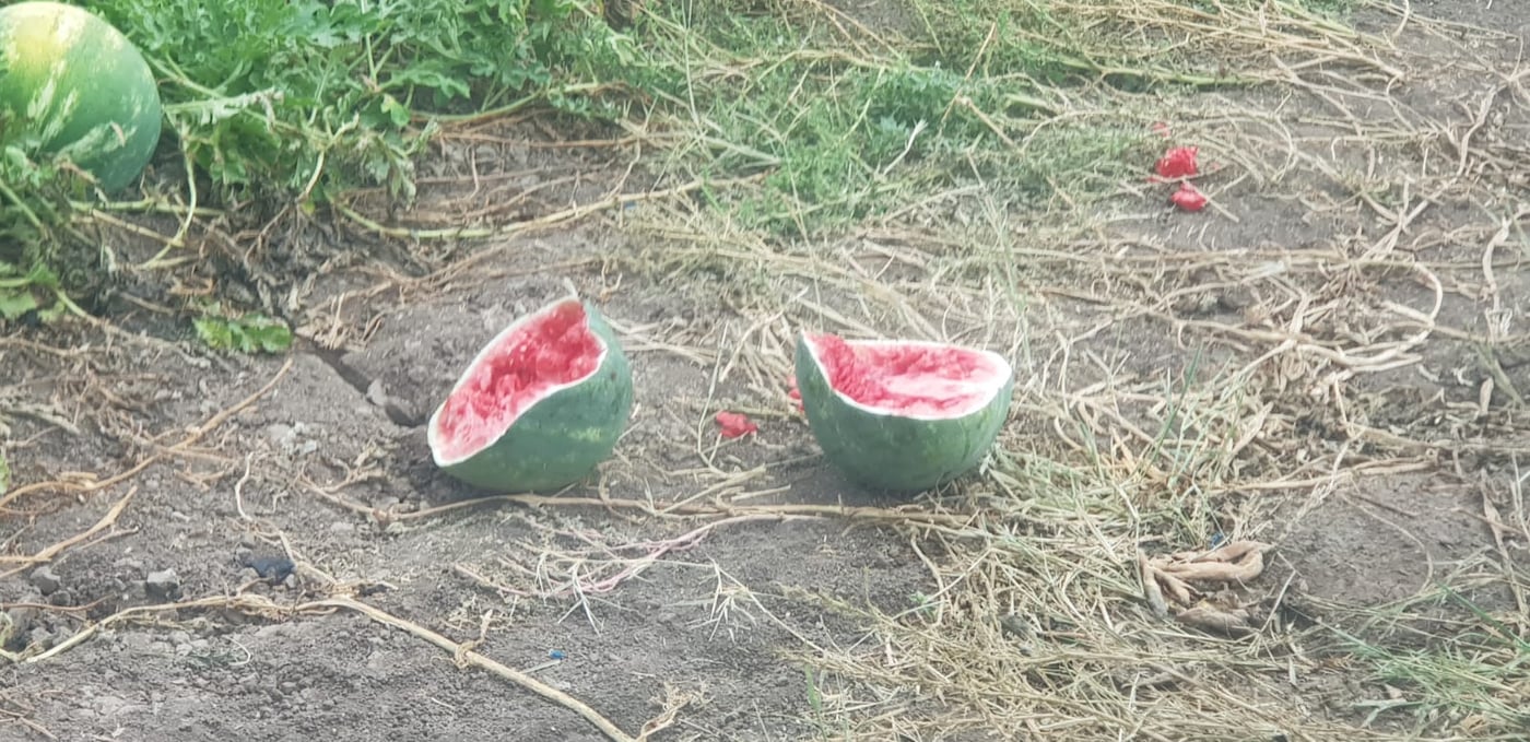 גנבו כחצי טון אבטיחים ונתפסו "על חם"