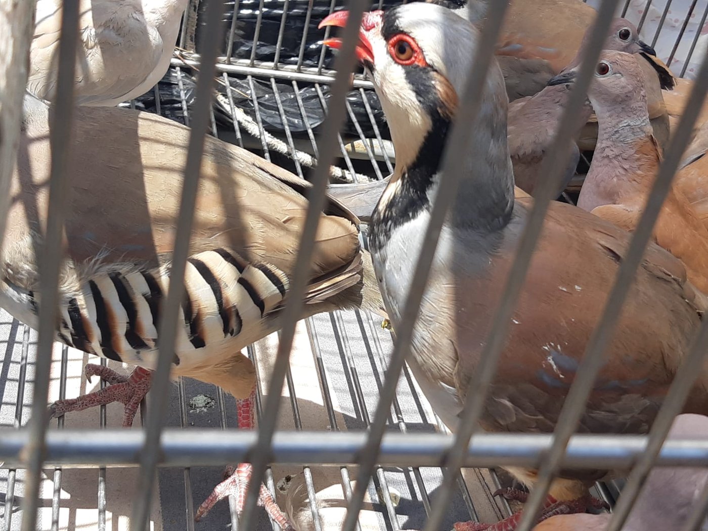 חיות בר שהוחזקו בניגוד לחוק הושבו לטבע