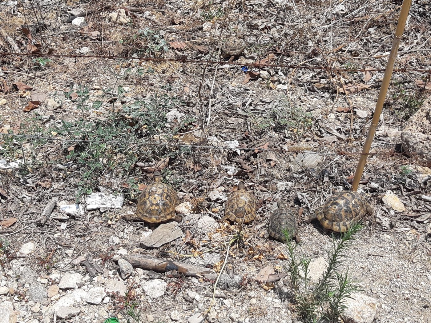 חיות בר שהוחזקו בניגוד לחוק הושבו לטבע