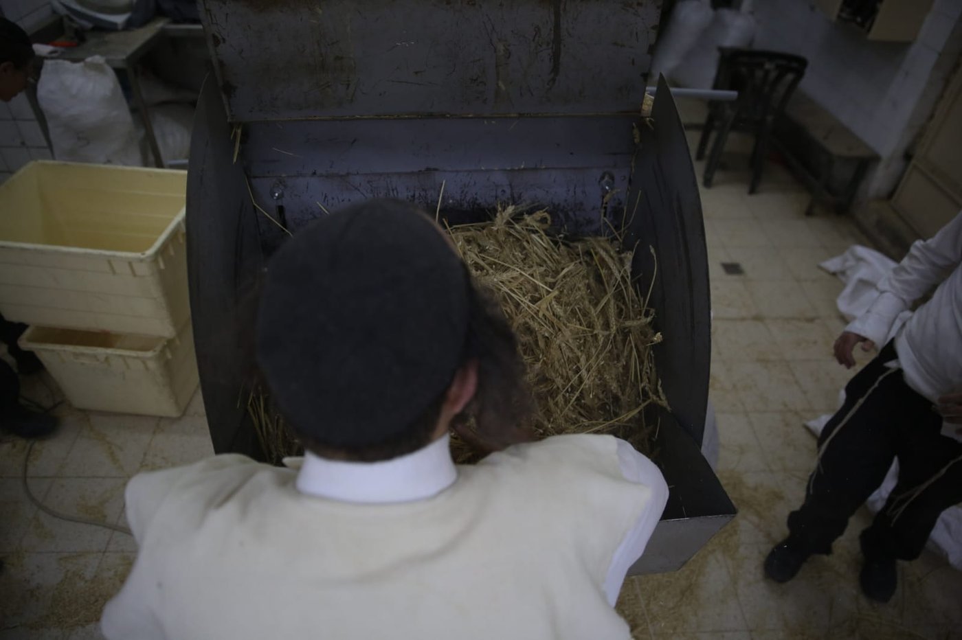 מתכוננים לפסח: החיטה למצות נדושה • צפו