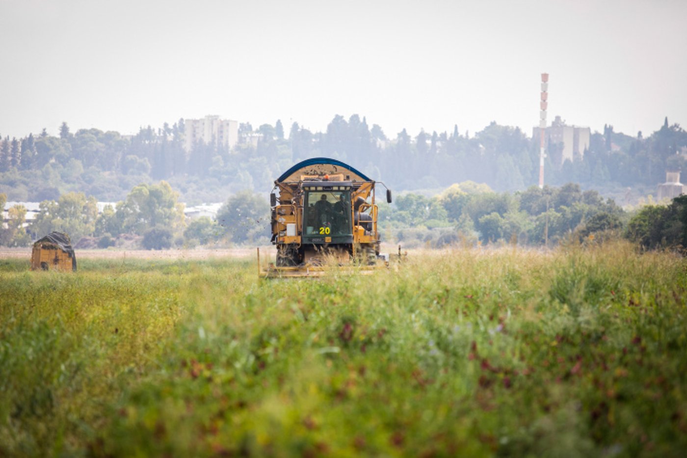 קטיף פלפלים בעמק יזרעאל