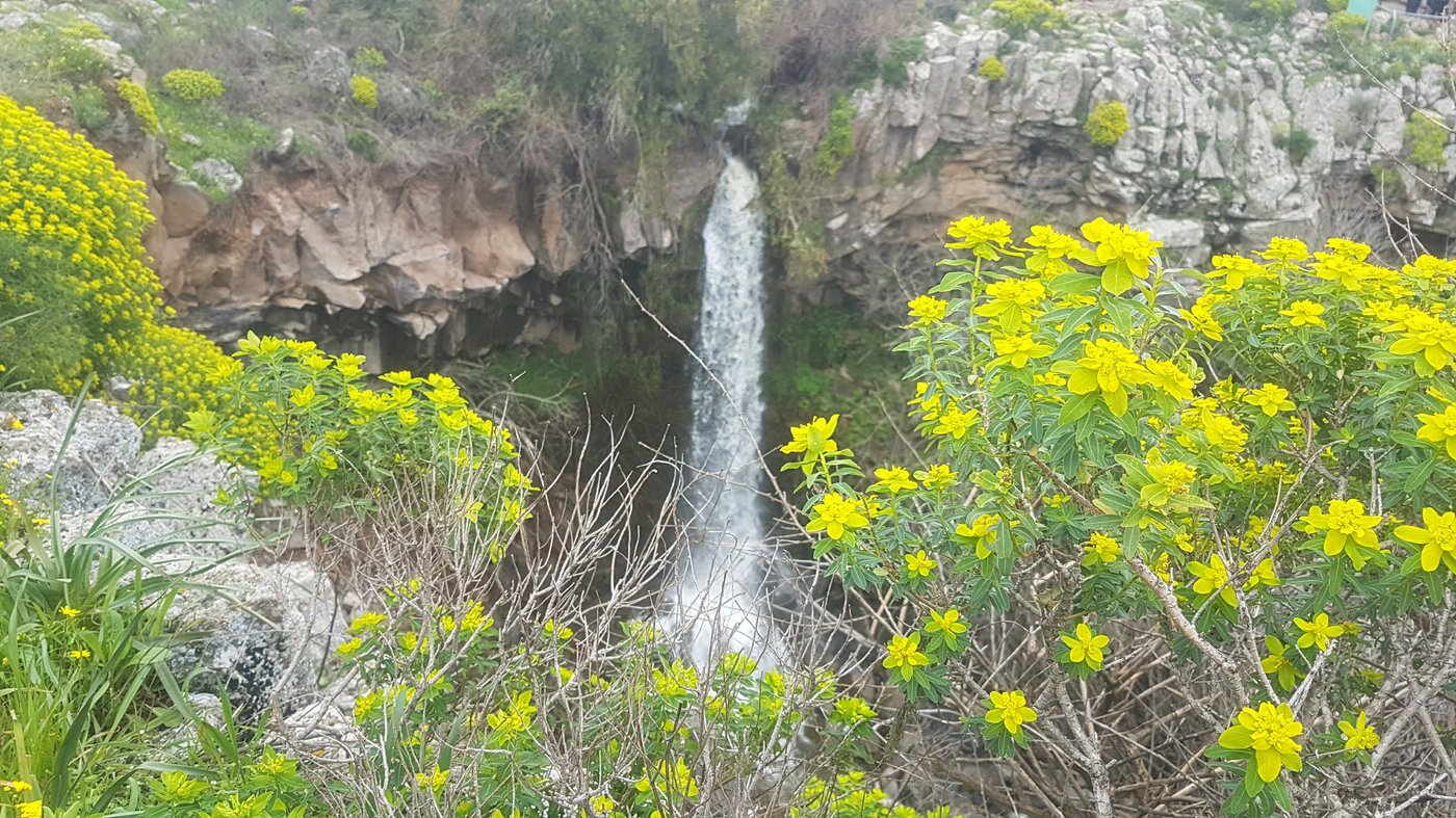 גלריית סוף חורף פורחת ומרהיבה במיוחד