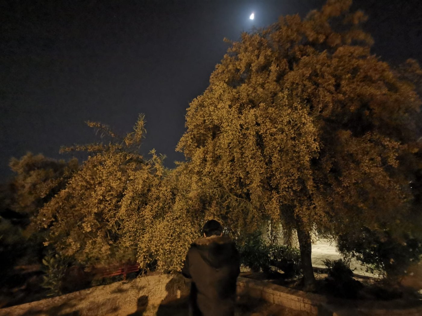 טיול ב'גן הפעמון' באמצע הלילה • גלריה