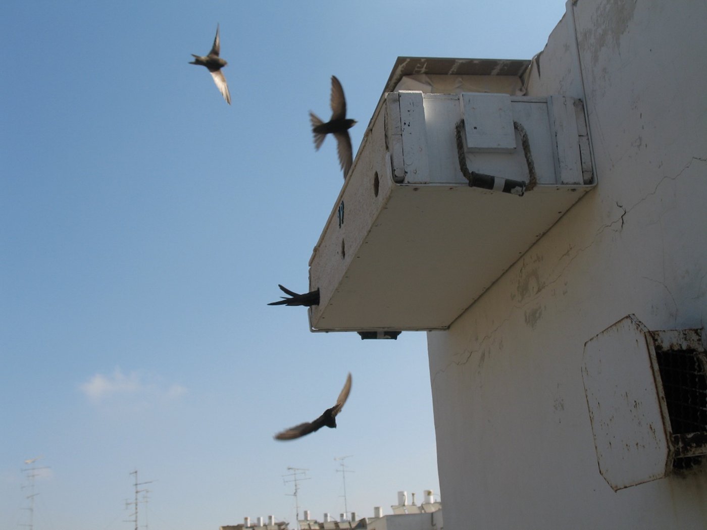 זהו קן של סיסים בקופסת עץ ששימשה את צה"ל ואוכסן בתוכה 2 פגזי 105 מ"מ של טנק – מתנה מהתעשייה הצבאית לעמותת ידידי הסיסים ("וְכִתְּתוּ חַרְבוֹתָם לְאִתִּים וַחֲנִיתוֹתֵיהֶם לְמַזְמֵרוֹת לֹא יִשָּׂא גוֹי אֶל גּוֹי חֶרֶב וְלֹא יִלְמְדוּ עוֹד מִלְחָמָה").