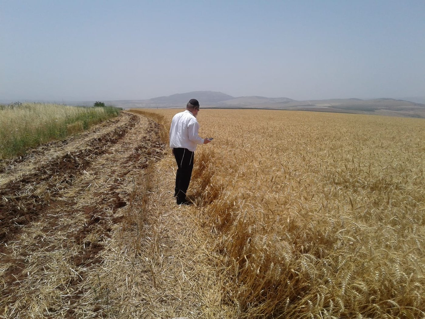 'חשש לשריפות': צפו בקציר חיטים לתשפ"א