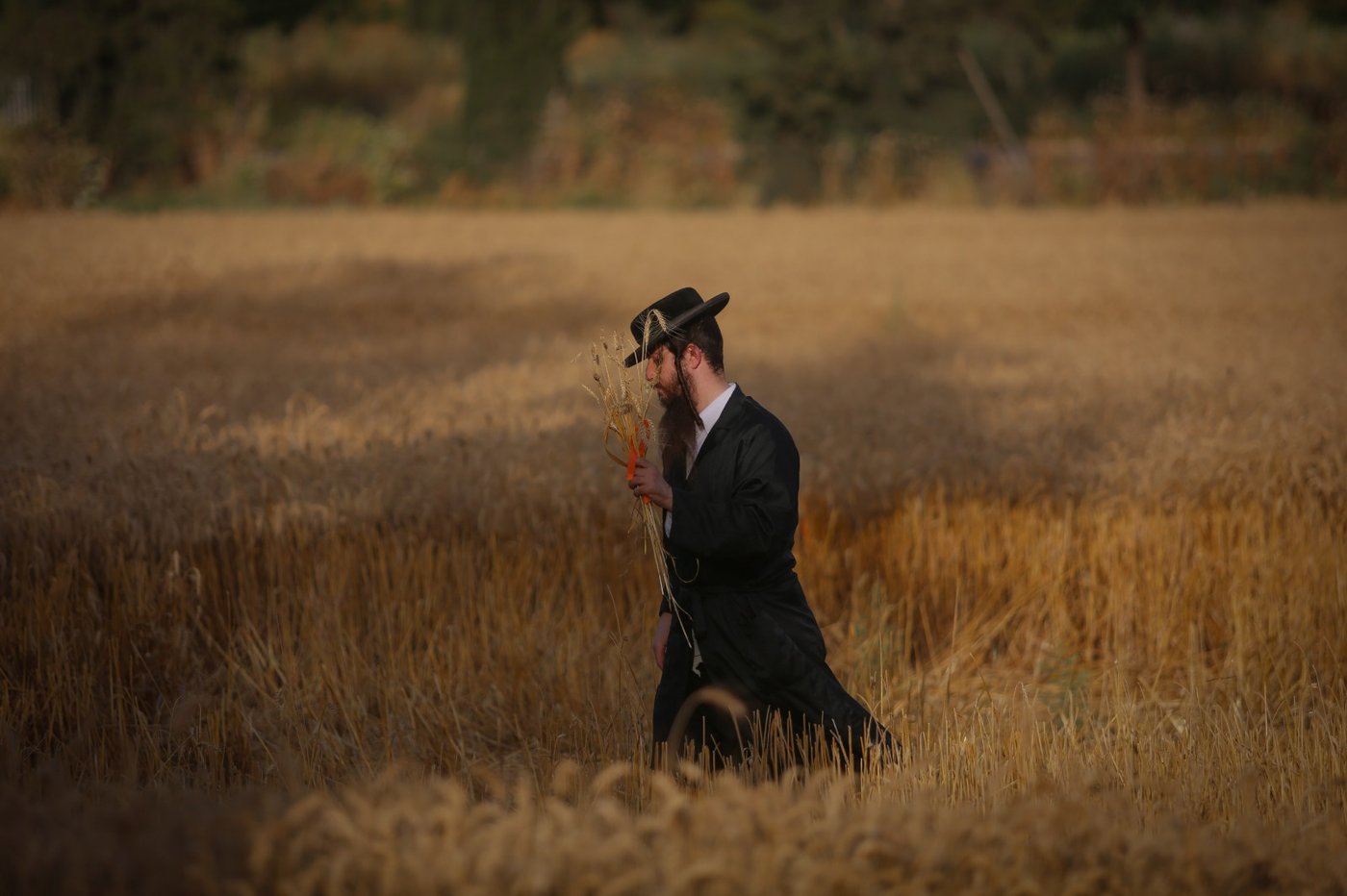 חוששים מהגשם: החיטים למצות כבר נקצרו
