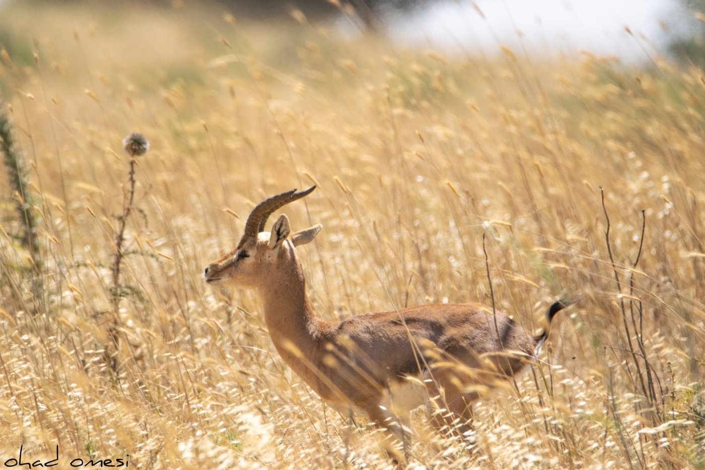 סיור מצולם: הר הגעש הישראלי הרדום