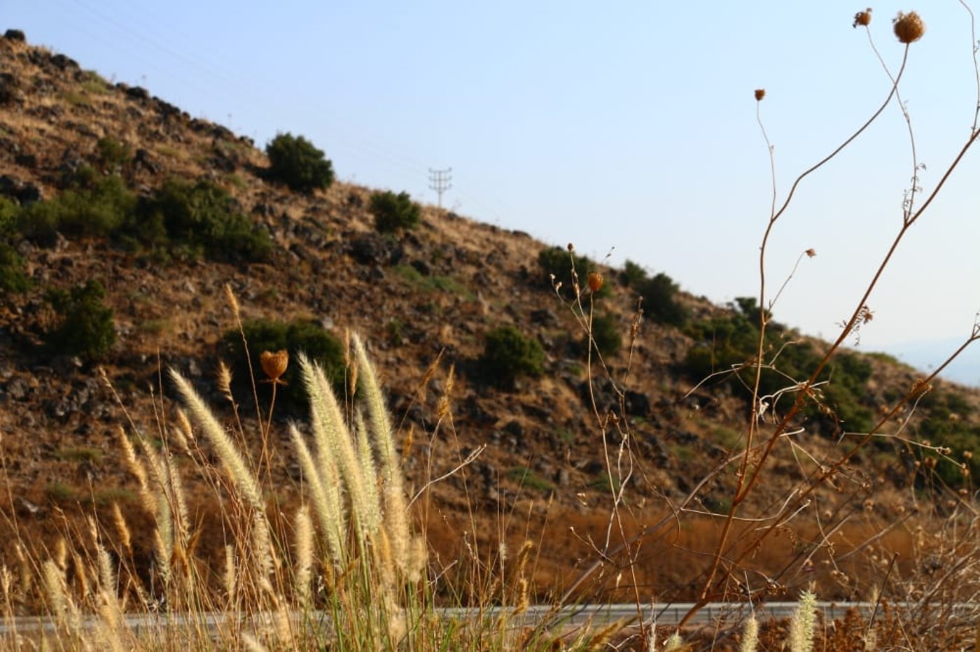 לקול צלילי הפעמונים: תיעוד מרהיב מהצפון