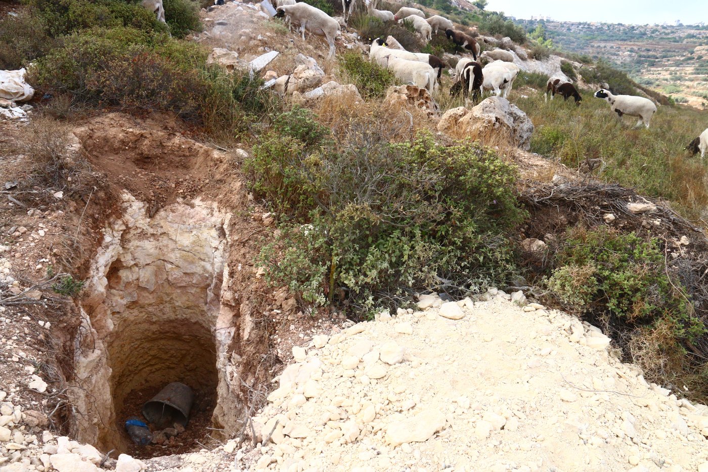 יום בחווה הירושלמית • תיעוד מרהיב ומרתק