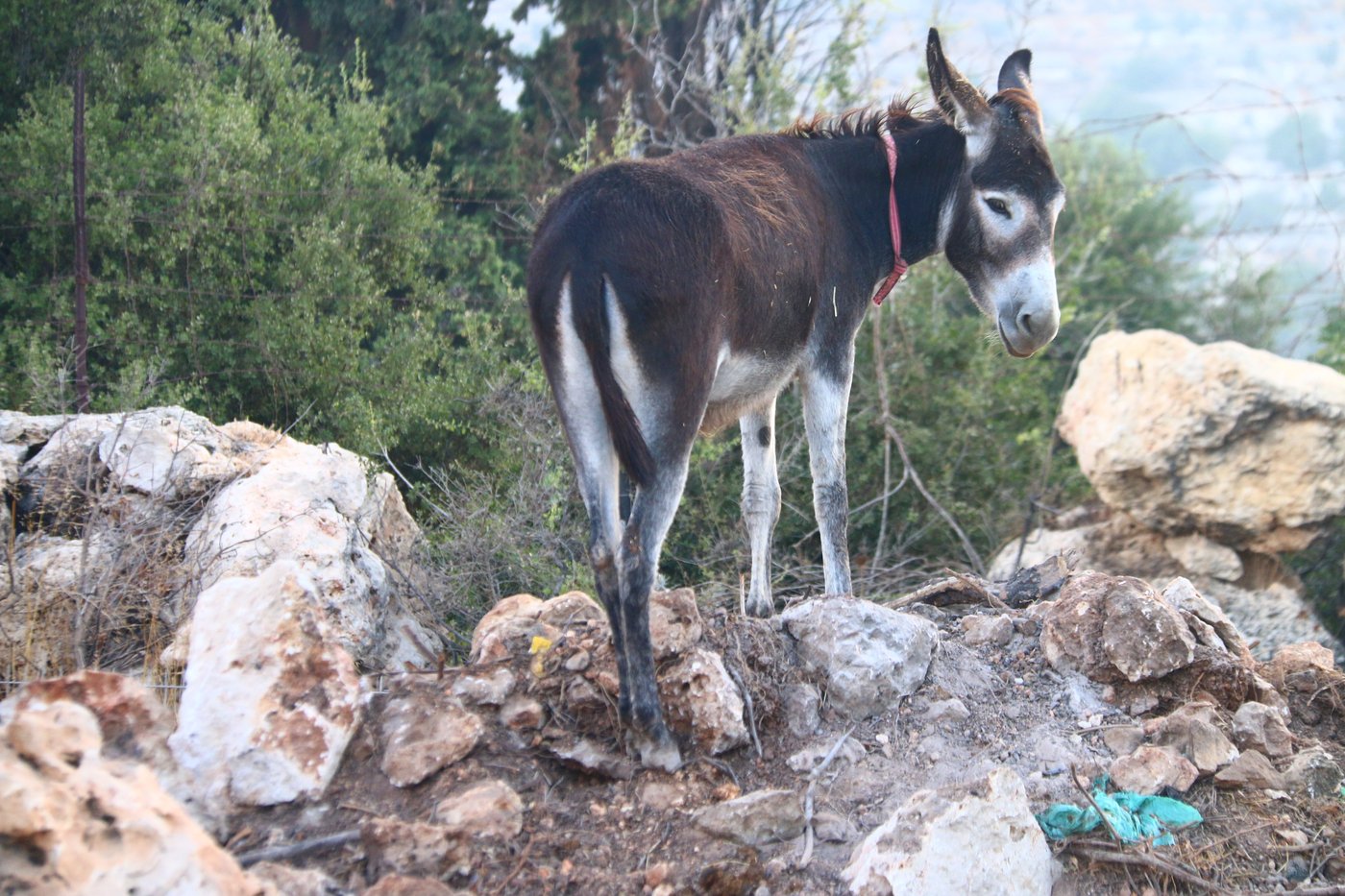 יום בחווה הירושלמית • תיעוד מרהיב ומרתק