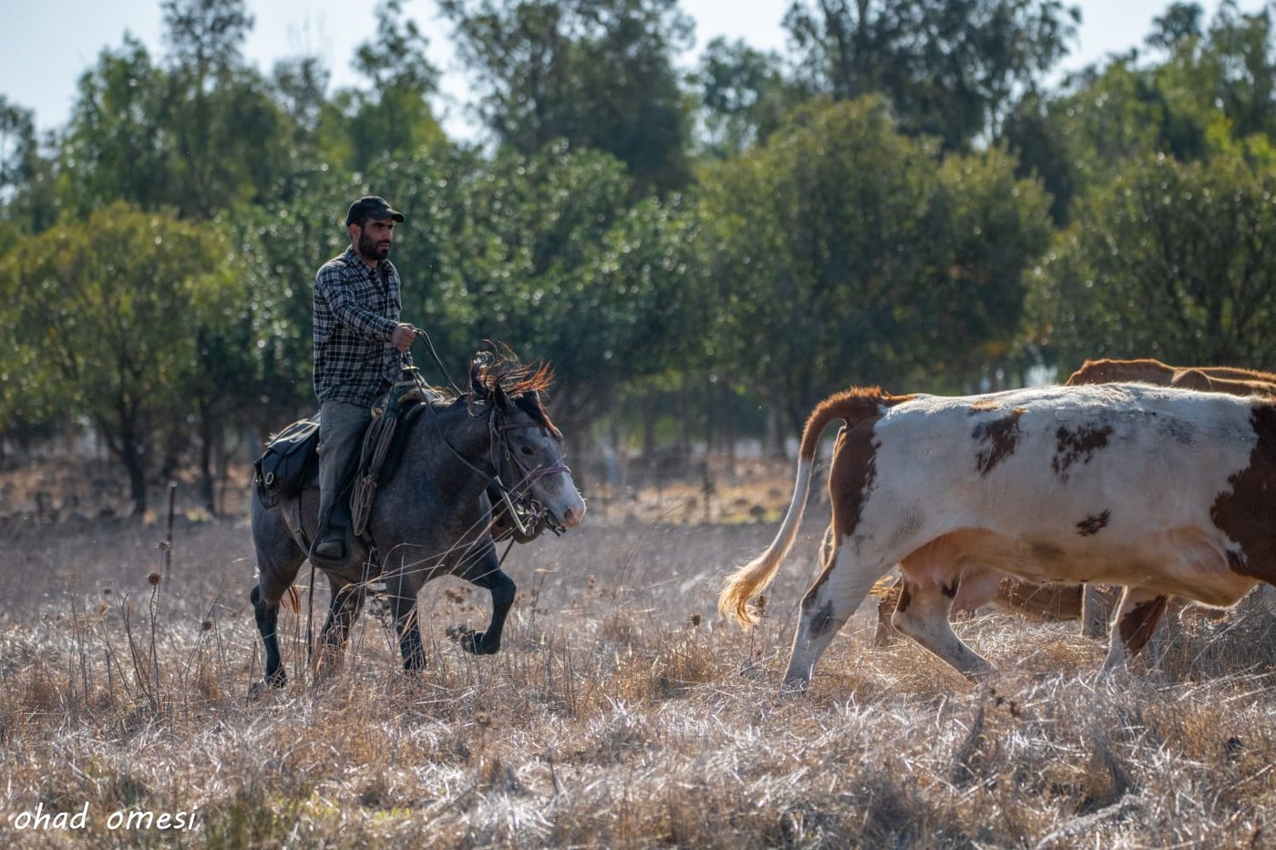 רמת הגולן: מרעה הבקר והציפורים הנדירות