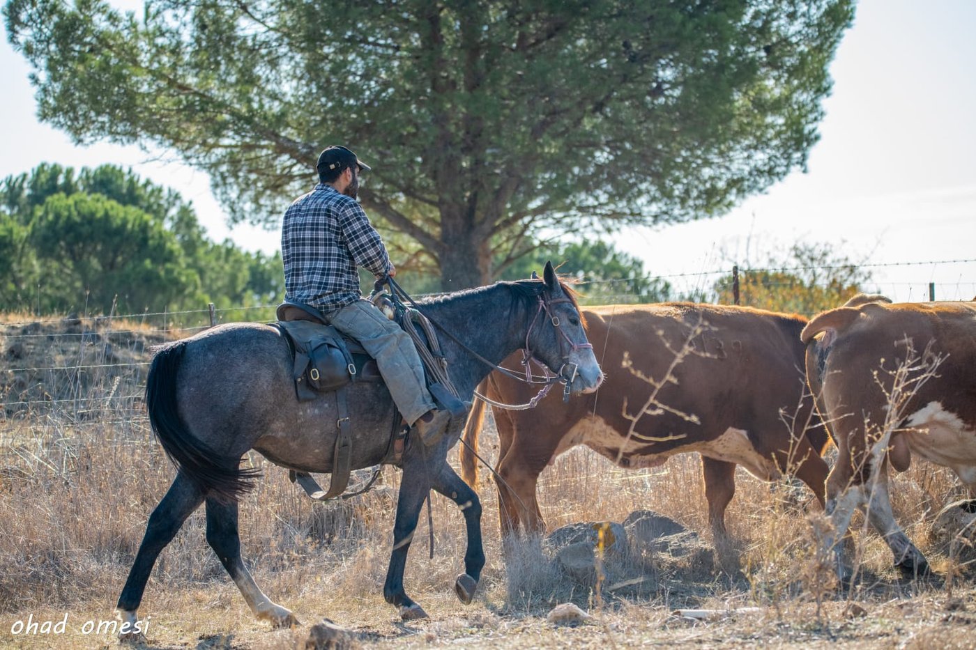 רמת הגולן: מרעה הבקר והציפורים הנדירות