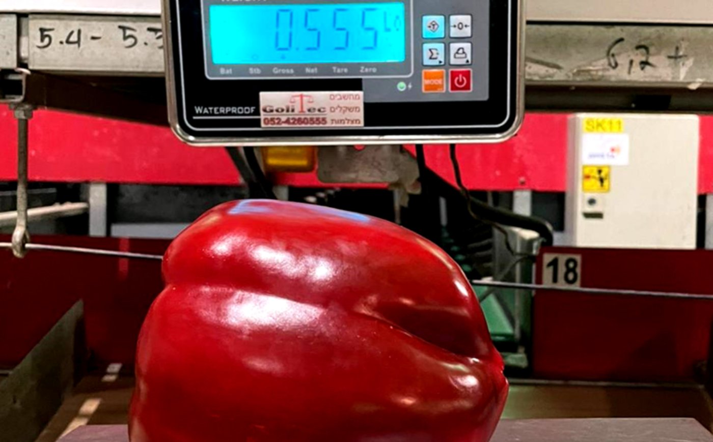 פלפל ענק במשקל 0.555 ק"ג צמח ב'עידן'