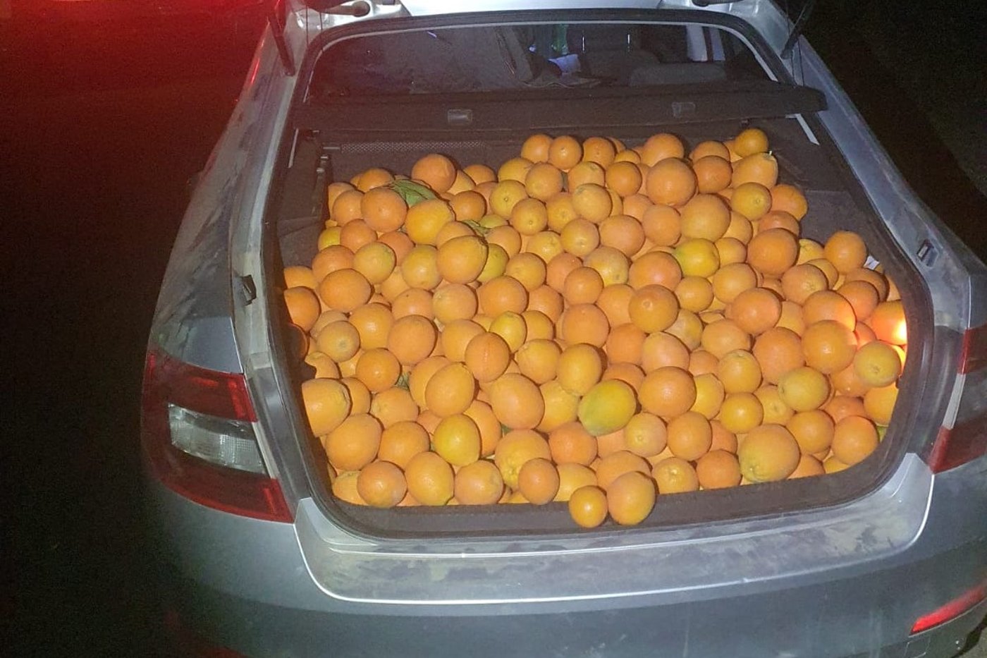 התפוזים בתא המטען