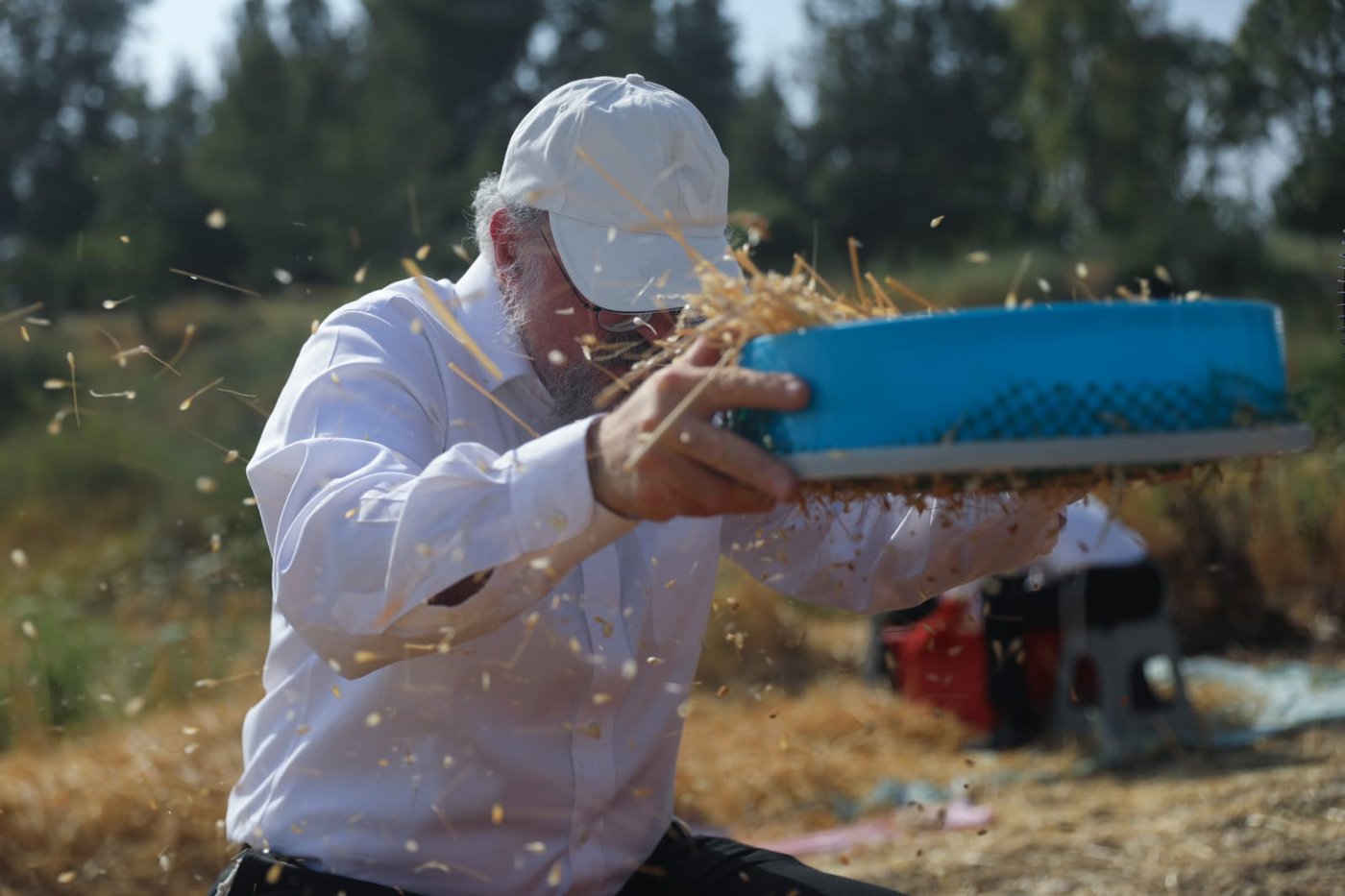 תיעוד: כך קצרו חיטים למצות לשנתיים הקרובות