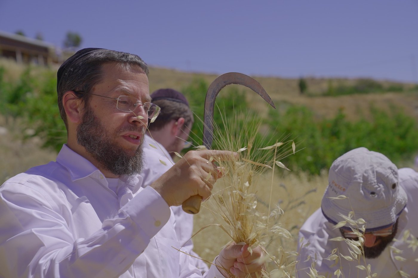 הרב אברהם צוויג בקצירת חיטים