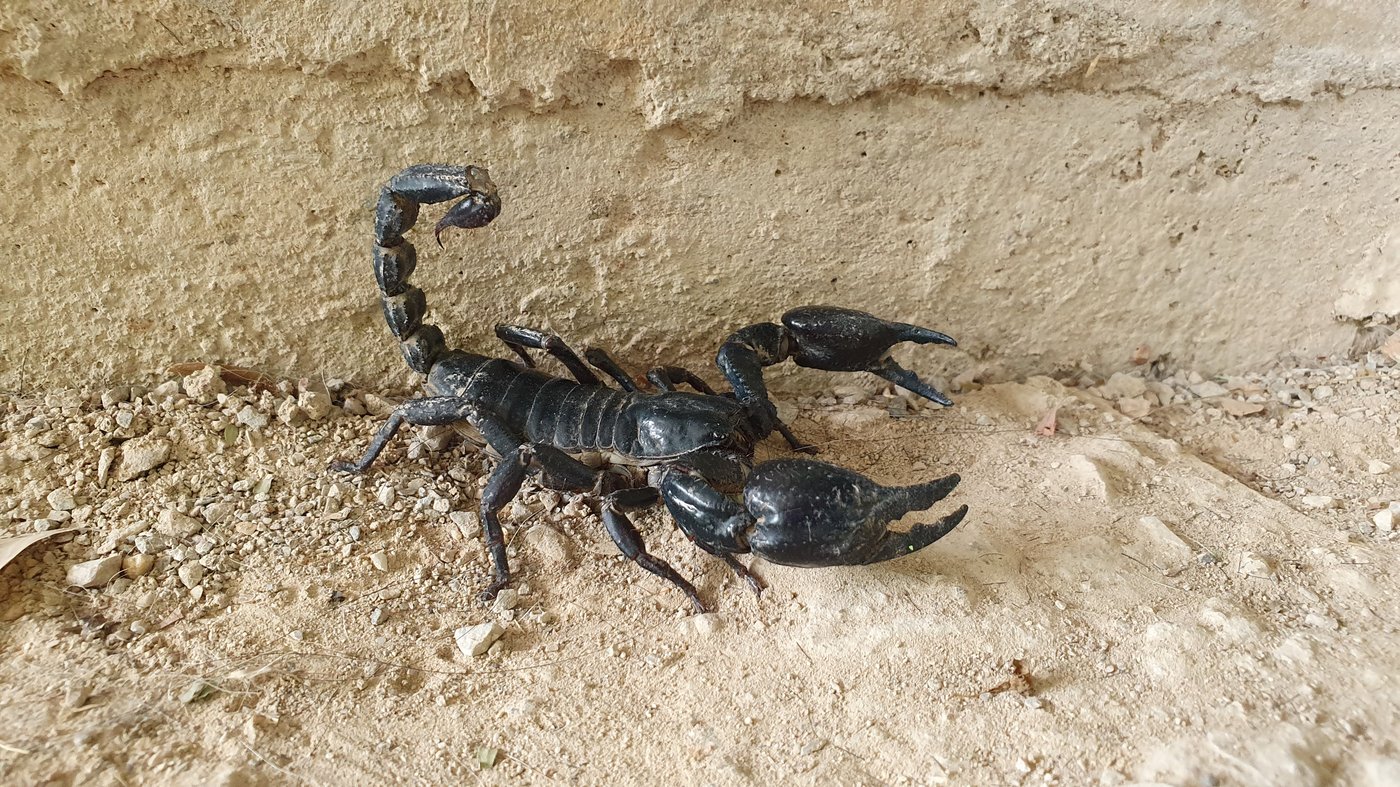 עקרב שחור