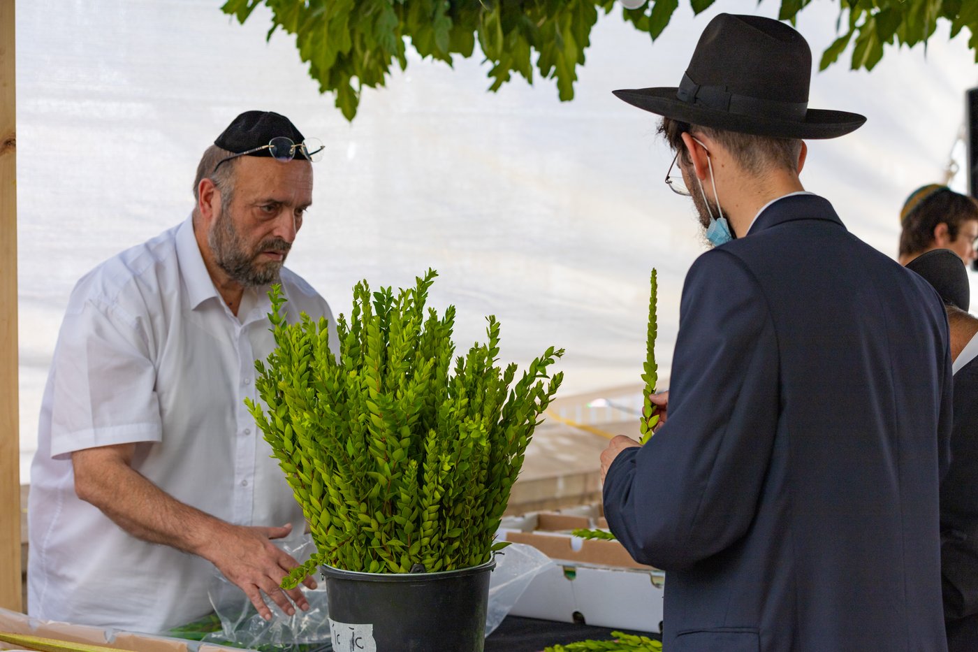 גלריה צבעונית משוק ארבעת המינים • צפו
