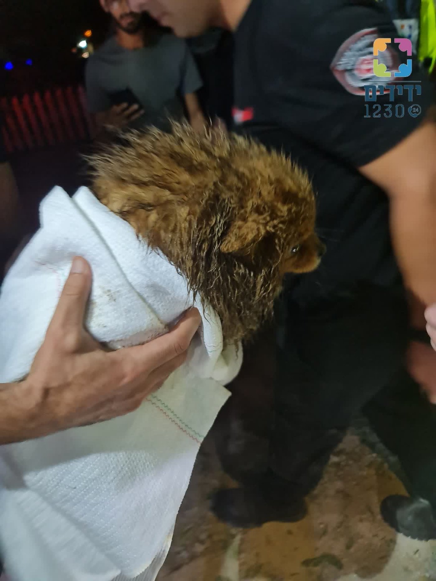 כך חולץ כלב מבור של שבעה מטרים • צפו