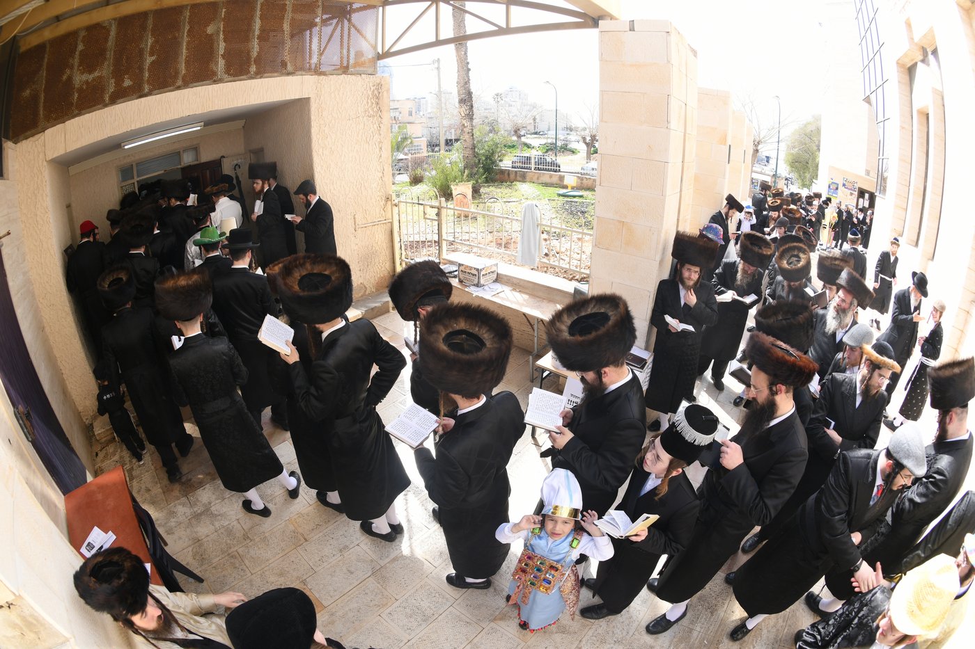 'גילופין טיש': חג הפורים בחסידות צאנז • צפו