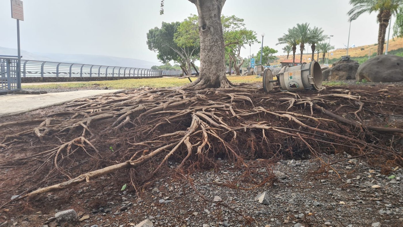 סופה קשה בטבריה: עצים קרסו, החופים נסגרו